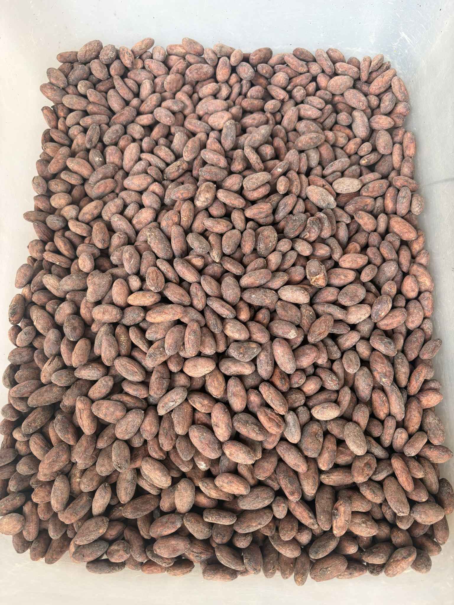 Grano de cacao seco seleccionado